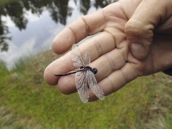 Leucorrhine douteuse / © Julien Perrot