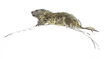 Marmotte Torrent source du printemps