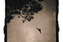 Minioptère de Schreibers / © David Tatin