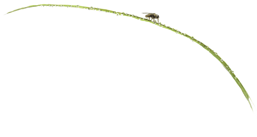 Mousse et gouttes de rosée sur une feuille de carex La droséra, une plante carnivore de chez nous.