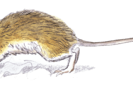 Mulot sylvestre / © Jean Chevallier