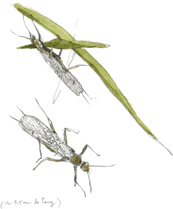 Perles Torrent source du printemps