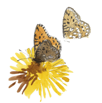 Petite violette? / © Denis Clavreul