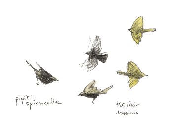 Pipit spioncelle / © Denis Clavreul