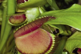 Quelques poils sensibles pointent dans la gueule d’une dionée. / © Frank Hecker