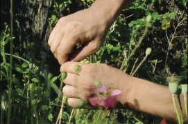 La récolte se fait lorsque les graines sont suffisamment sèches pour se conserver, sans l’être trop pour éviter qu’elles se répandent au sol au moindre contact avec la plante mère. Coupez délicatement chaque tige avec un sécateur et posez les têtes de graines sur un torchon.