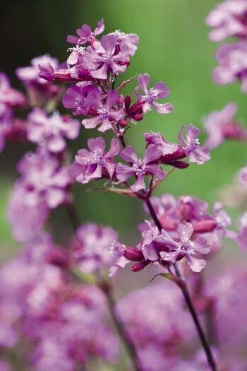 Silène visqueux Droséra, grassette etc.