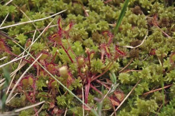 Sphaignes et droséras / © Julien Perrot