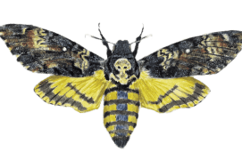 Sphinx tête de mort / © Pierre Baumgart