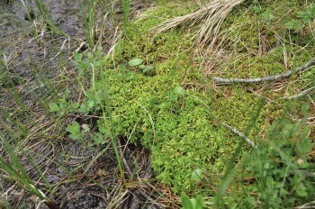 Tapis de sphaignes / © Julien Perrot
