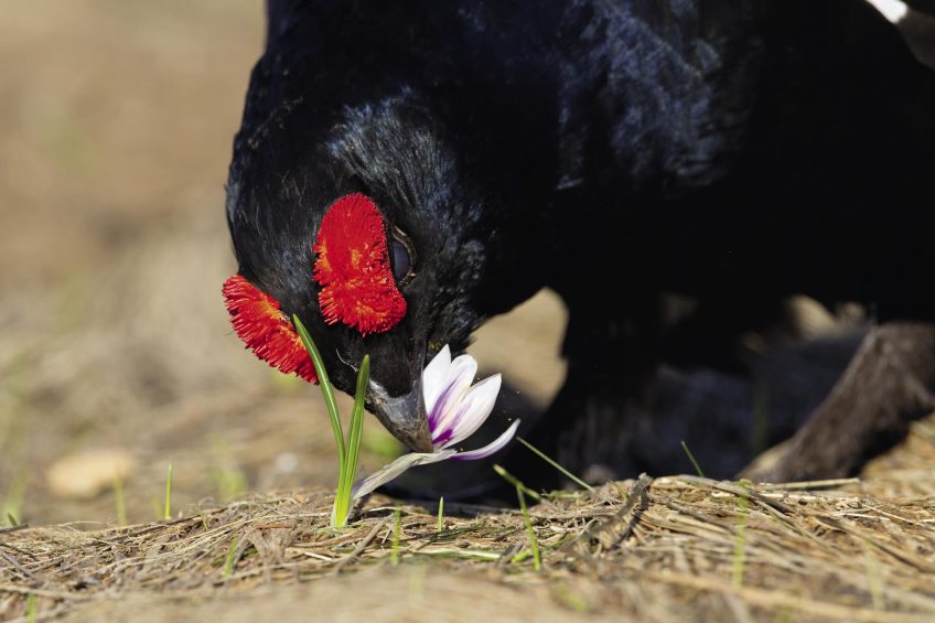 Tétras lyre parmi les crocus