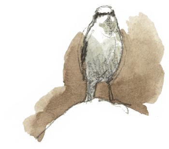 Traquet motteux / © Denis Clavreul