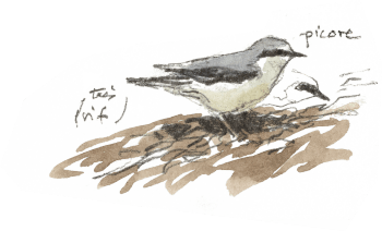 Traquet motteux / © Denis Clavreul