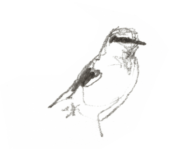 Traquet motteux / © Denis Clavreul