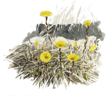 Tussilage, Tussilago farfara / © Denis Clavreul