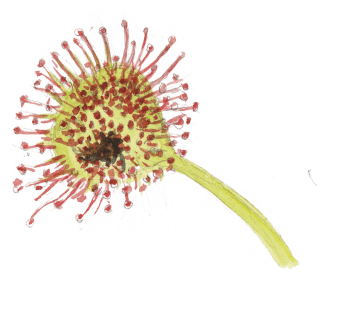 Les plantes carnivores en dix chiffres