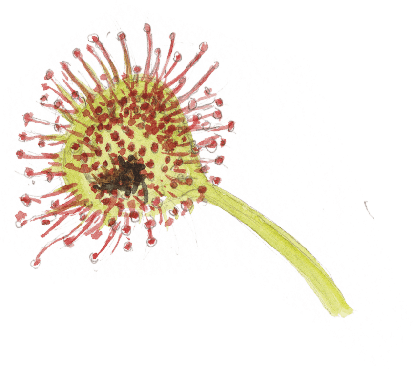« Un inbsecte digéré qu’on ne reconnaît même plus: Diptère? » Les plantes carnivores en dix chiffres