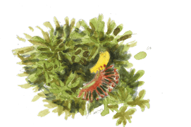 « Un pétale de potentille croché sur un droséra » / ©  Jérôme Gremaud