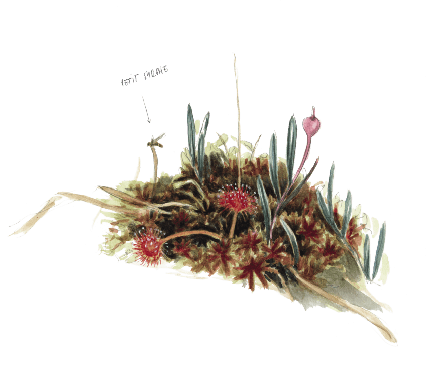 Un petit syrphe (flèche) vient compléter cette magnifique mosaïque d’andromèdes, droséras et sphaignes. La droséra, une plante carnivore de chez nous.