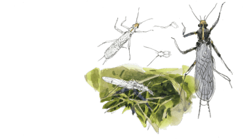 « Une perle se pose sur ma feuille puis se réfugie dans les herbes où elle semble vouloir trouver un coin tranquille » Bord du torrent du Rif (Vallée de la Guisane) 24.5.14 / © Denis Clavreul