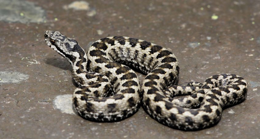 Pourquoi les reptiles aiment-ils prendre le soleil ?