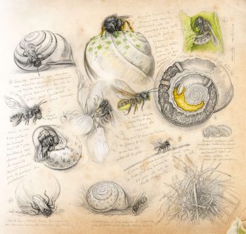 Cette osmie s'est trouvée une jolie coquille d'escargot pour y faire grandir ses petits. Habileté, ingéniosité, découpage, colmatage, construction… au travail !