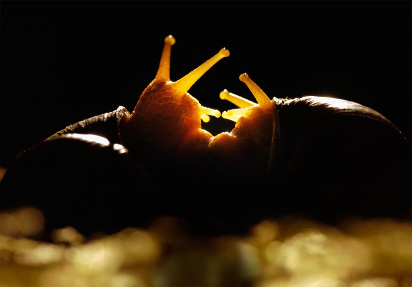 Escargots rois du slow sex