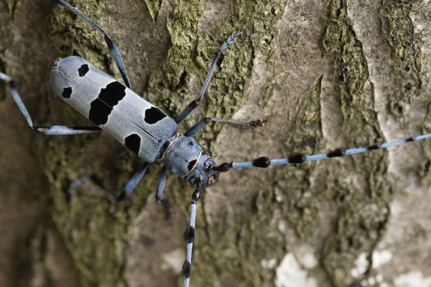 Les habitants et les visiteurs du hêtre