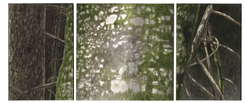 Le hêtre du peintre Jacques Rime