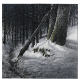 Le hêtre du peintre Jacques Rime