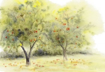 « 19 octobre, fruits au sol après une nuit venteuse! » « 19 octobre, fruits au sol après une nuit venteuse! »