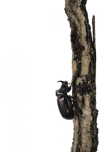 Les habitants et les visiteurs du hêtre