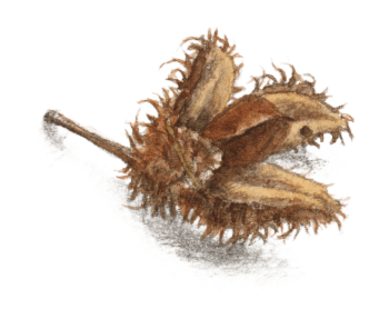 Secrets et histoires à propos du hêtre