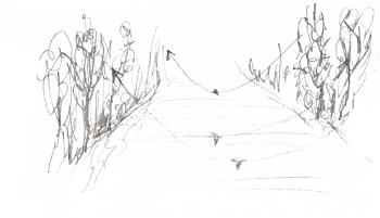 « 21 mai - 6h50 : 3 loriots vont et viennent d'une rive à l'autre en frôlant l'eau comme pour capturer des proies à la surface. Ou pour récolter de l'eau pour se laver ensuite dans la ripisylve? » / © Jean-Philippe Paul