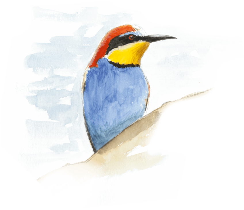 « 22 juin - Guêpier d'Europe entre deux nourrissages. » A la recherche du martin-pêcheur sur la Loue dans le Jura