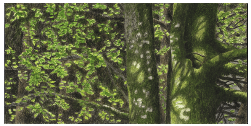 Le hêtre du peintre Jacques Rime