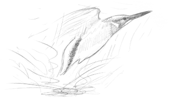 « 22 mai -  jeune 1ère nichée - 6h18 échec de pêche » / © Jean-Philippe Paul