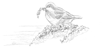 « 23 mai - 12h28 : jeune cincle non émancipé "s'occupe" avec de la mousse » / © Jean-Philippe Paul