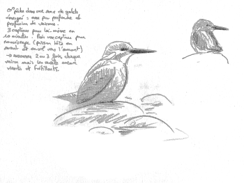 « 23 mai - famille de mésanges des saules en vadrouille » / © Jean-Philippe Paul