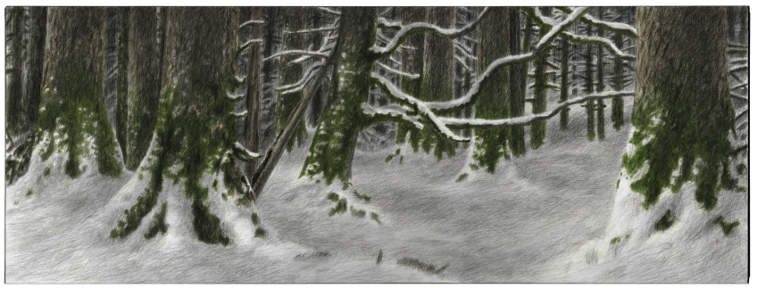 Le hêtre du peintre Jacques Rime