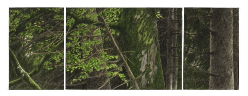 Le hêtre du peintre Jacques Rime