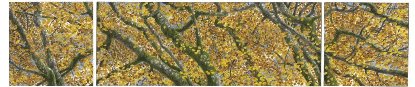 Le hêtre du peintre Jacques Rime