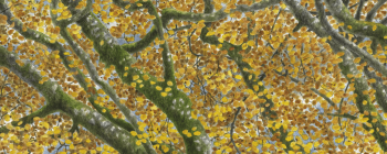 28 octobre - Feuillages de hêtres aux couleurs de l'automne