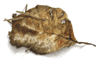 Secrets et histoires à propos du hêtre