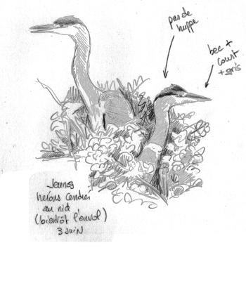 « 3 juin - jeunes hérons cendrés au nid (bientôt l'envol) » / © Jean-Philippe Paul