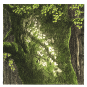 Le hêtre du peintre Jacques Rime