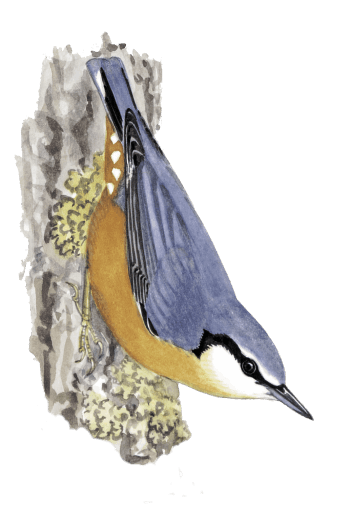 sittelle torchepot Comment construire des nichoirs pour différents oiseaux du jardin