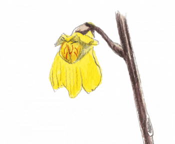 Utriculaire en fleurs