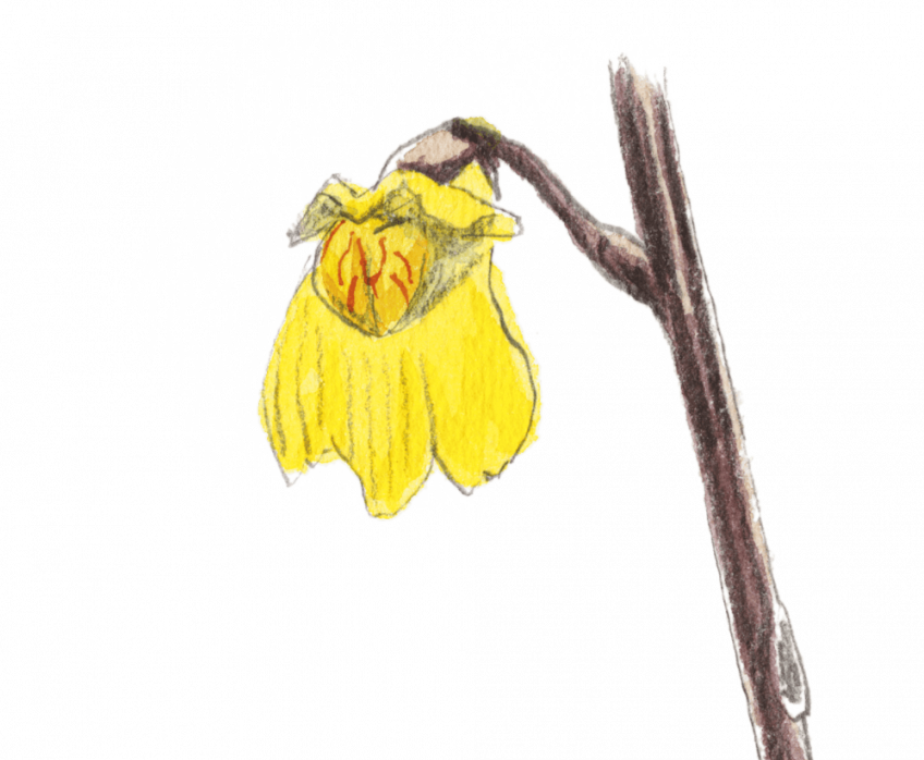 L'utriculaire, l'élégante qui aspire ses proies