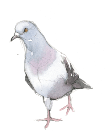 Un instant en terrasse avec les moineaux, par Federico Gemma